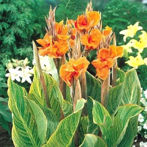 Canna Lily Pretoria Orange Variegated Live Flower Bulb 4-6 ft Tall Outdoor - Image 5