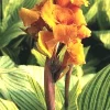 Canna Lily Pretoria Orange Variegated Live Flower Bulb 4-6 ft Tall Outdoor - Image 1