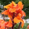 Canna Lily Wyoming Orange Flower Bulb - Tall Purple Burgundy Leaves, Perennial, Outdoor - Image 1