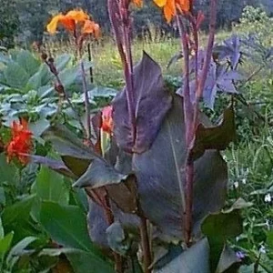 Canna Lily Wyoming Orange Flower Bulb - Tall Purple Burgundy Leaves, Perennial, Outdoor - Image 2