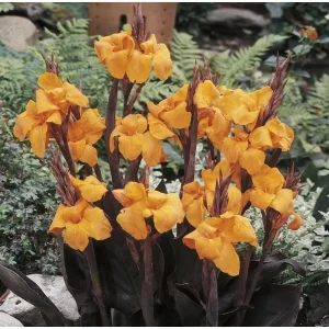 Canna Lily Wyoming Orange Flower Bulbs - 3 Bulbs, Purple Variegated Leaves, Outdoor Perennial - Image 6