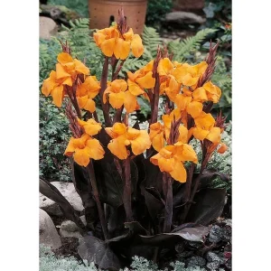 Canna Lily Wyoming Orange Flower Bulbs - 3 Bulbs, Purple Variegated Leaves, Outdoor Perennial - Image 7