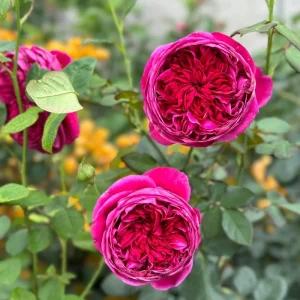 Cantina Rose Live Plant – Deep Red Cut Flower – Fragrant, 100-120 cm Tall - Image 2