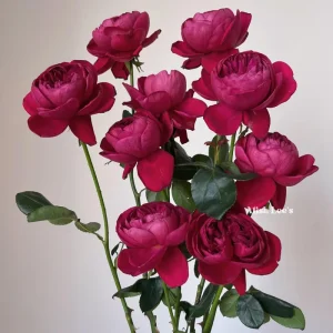Cantina Rose Live Plant – Deep Red Cut Flower – Fragrant, 100-120 cm Tall - Image 3