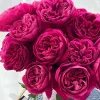 Cantina Rose Live Plant – Deep Red Cut Flower – Fragrant, 100-120 cm Tall - Image 1