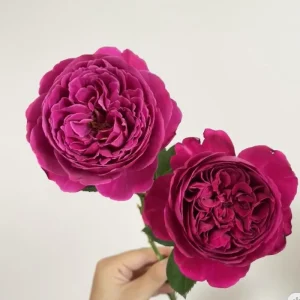 Cantina Rose Live Plant – Deep Red Cut Flower – Fragrant, 100-120 cm Tall - Image 5