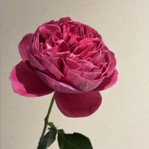 Cantina Rose Live Plant – Deep Red Cut Flower – Fragrant, 100-120 cm Tall - Image 6