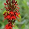 Cardinal Flower Live Plant - Lobelia cardinalis Perennial - 2.5"x3.5" Pot - Image 1