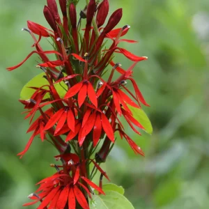 Cardinal Flower Live Plant - Lobelia cardinalis Perennial - 2.5