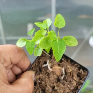 Carica Papaya Live Plant – Year Round Papaya Tree – 2.5