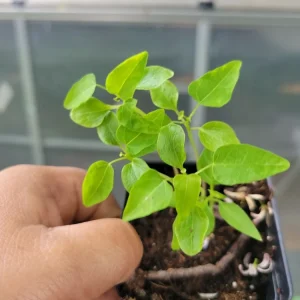 Carica Papaya Live Plant – Year Round Papaya Tree – 2.5