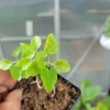 Carica Papaya Live Plant – Year Round Papaya Tree – 2.5" Pot - Image 1