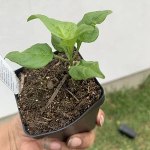 Carolina Reaper Pepper Plant - Organic Live Chili Plant - 1 Plant - Image 2