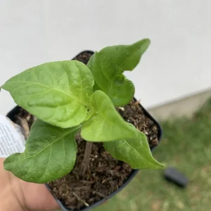 Carolina Reaper Pepper Plant - Organic Live Chili Plant - 1 Plant - Image 3