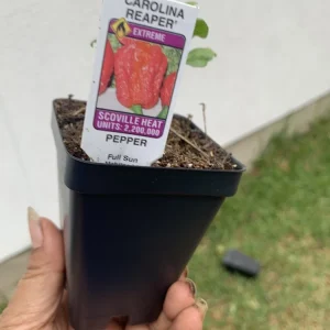 Carolina Reaper Pepper Plant - Organic Live Chili Plant - 1 Plant - Image 4