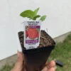 Carolina Reaper Pepper Plant - Organic Live Chili Plant - 1 Plant - Image 1