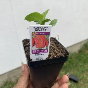 Carolina Reaper Pepper Plant - Organic Live Chili Plant - 1 Plant - Image 1