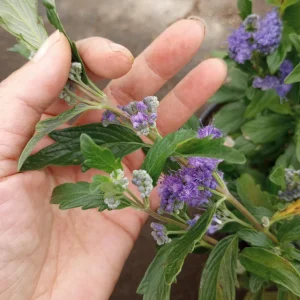 Caryopteris Grand Bleu Live Plant – 1 Gallon Pot – Outdoor Shrub - Image 2