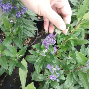 Caryopteris Grand Bleu Live Plant – 1 Gallon Pot – Outdoor Shrub - Image 3