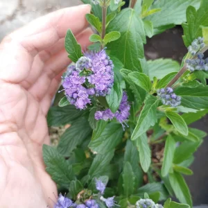 Caryopteris Grand Bleu Live Plant – 1 Gallon Pot – Outdoor Shrub - Image 1