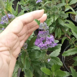 Caryopteris Grand Bleu Live Plant – 1 Gallon Pot – Outdoor Shrub - Image 4