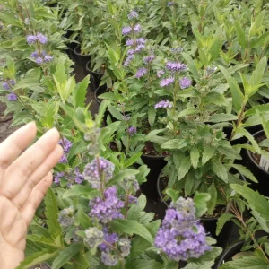 Caryopteris Grand Bleu Live Plant – 1 Gallon Pot – Outdoor Shrub - Image 5