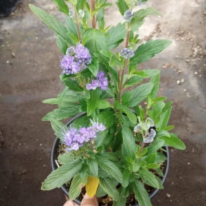 Caryopteris Grand Bleu Live Plant – 1 Gallon Pot – Outdoor Shrub - Image 7