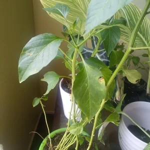 Cascabel Rattle Chili Pepper Live Plant - Organic Chile Plant for Garden - Image 2
