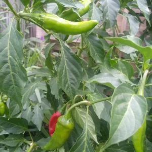 Cascabel Rattle Chili Pepper Live Plant - Organic Chile Plant for Garden - Image 3