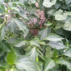 Cascabel Rattle Chili Pepper Live Plant - Organic Chile Plant for Garden - Image 4