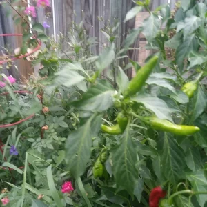 Cascabel Rattle Chili Pepper Live Plant - Organic Chile Plant for Garden - Image 5
