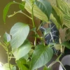 Cascabel Rattle Chili Pepper Live Plant - Organic Chile Plant for Garden - Image 1