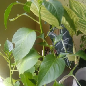 Cascabel Rattle Chili Pepper Live Plant - Organic Chile Plant for Garden - Image 1