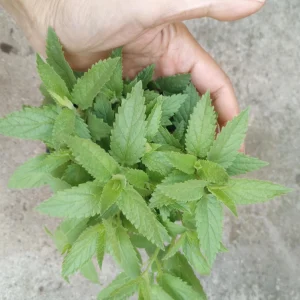 Catmint Nepeta 'Balprelurp' Prelude Live Plant – 4 Inch Pot – Outdoor Perennial - Image 2