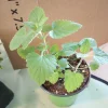 Catnip Live Plant – 4 inch Pot – Indoor/Outdoor Herb – Attracts Cats - Image 1