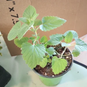 Catnip Live Plant – 4 inch Pot – Indoor/Outdoor Herb – Attracts Cats - Image 1