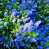 Ceanothus California Lilac Cuttings - 3 Live 6 Inch Flowering Shrub Plants - Image 1