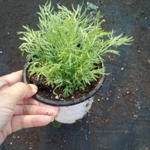 Chamomile Live Plant – 4 Inch Pot – Herbal Tea Garden - Image 2