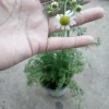 Chamomile Live Plant – 4 Inch Pot – Herbal Tea Garden - Image 1