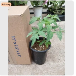 Champion Tomato Live Plants - 3-Pack in 4 Inch Pots - Outdoor Vegetable - Image 2