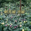 Chao Tian Jiao Pepper Seeds - Multicolor Facing Heaven Chili Seeds - Image 1