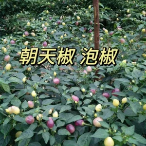 Chao Tian Jiao Pepper Seeds - Multicolor Facing Heaven Chili Seeds - Image 1