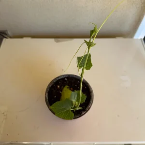Chayote Live Plant – 6" Pot – Sechium Edule – Organic Edible Vegetable - Image 2