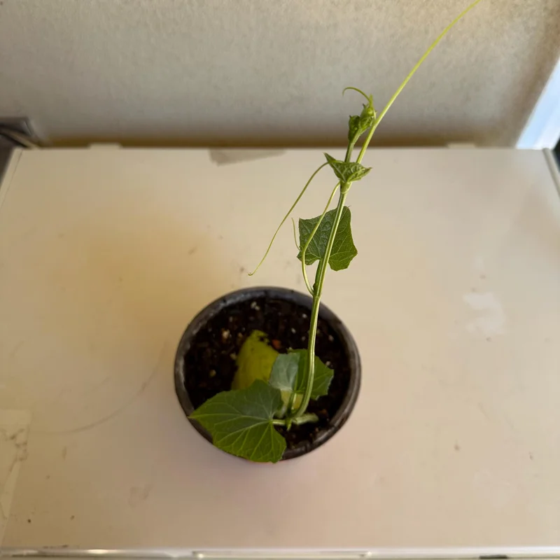 Chayote Live Plant – 6" Pot – Sechium Edule – Organic Edible Vegetable - Image 2