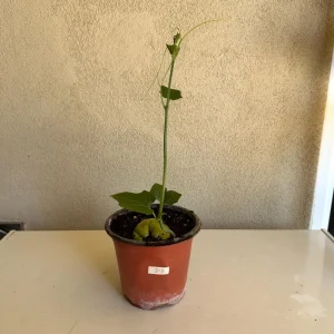 Chayote Live Plant – 6