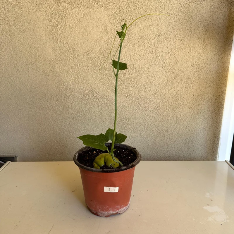 Chayote Live Plant – 6" Pot – Sechium Edule – Organic Edible Vegetable - Image 3