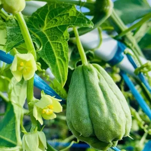Chayote Live Plant – 6