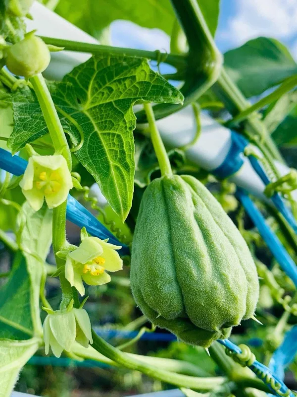 Chayote Live Plant – 6" Pot – Sechium Edule – Organic Edible Vegetable - Image 4
