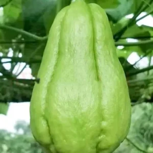 Chayote Live Plant – 6