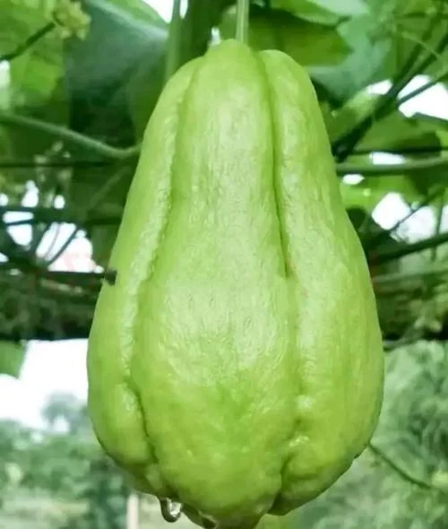 Chayote Live Plant – 6" Pot – Sechium Edule – Organic Edible Vegetable - Image 5
